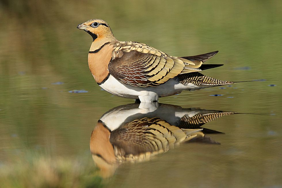 A Pin-tailed sandgrouse stands in shallow water, its reflection visible below.