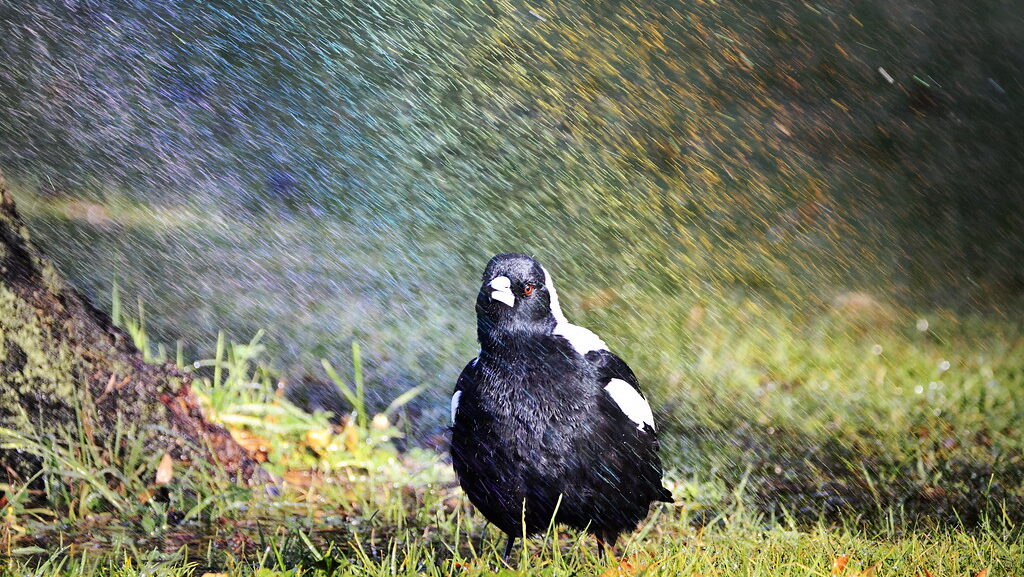 Magpie standing under a garden sprinkler enjoying the water spray