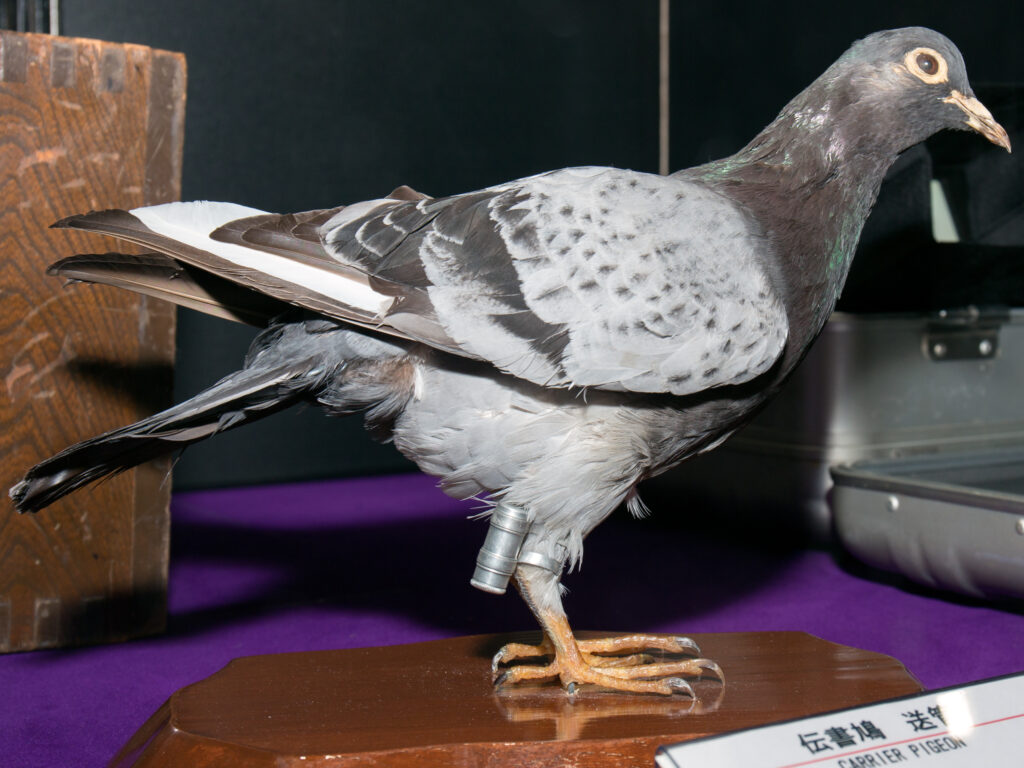 A taxidermied homing pigeon stands with a metal band on its leg, likely a racing tag.