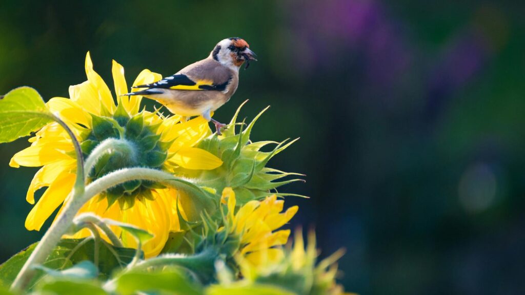 A European Goldfinch rests on a blooming sunflower