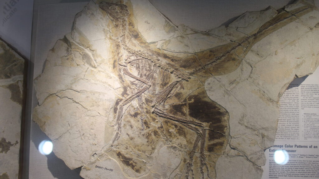 Fossil specimen of Anchiornis huxleyi displayed at the Beijing Museum of Natural History