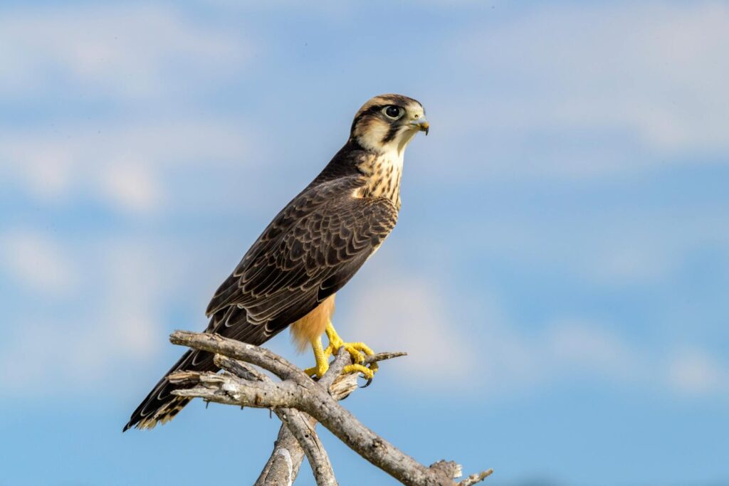 A stunning peregrine falcon perched on a branch against a blue sky.