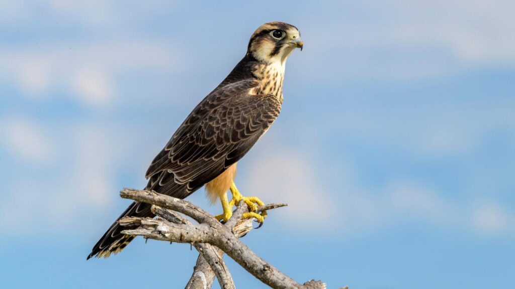 A stunning peregrine falcon perched on a branch against a blue sky.