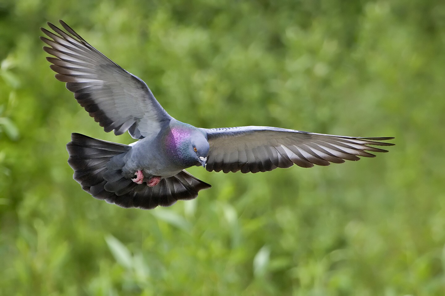 A Rock Dove in flight, showing its grey plumage and iridescent neck feathers.