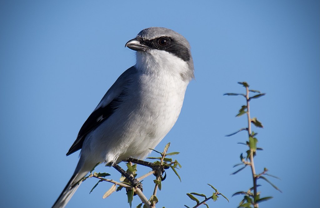 A Loggerhead Shrike perches on a branch against a clear blue sky.