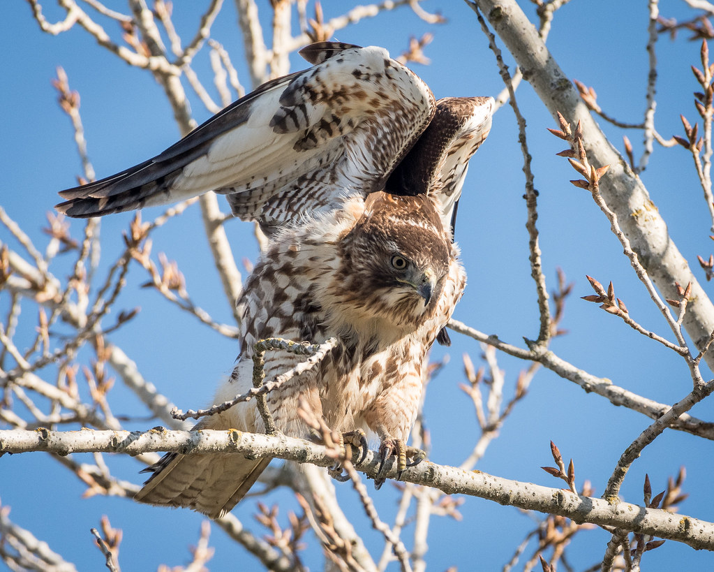 A Red-tailed Hawk with mottled brown and white plumage is perched on a bare tree branch, stretching its wings.