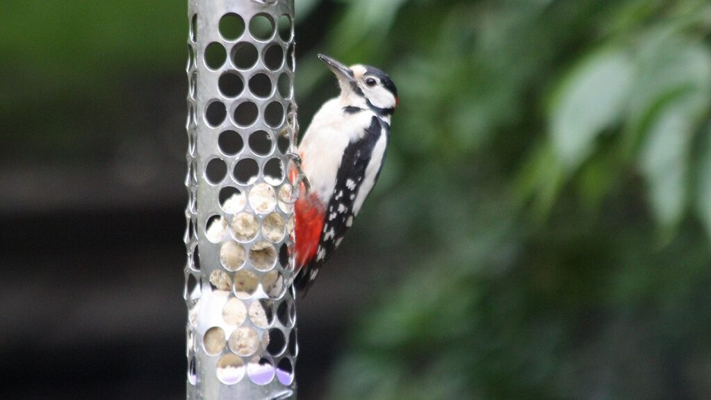 Woodpecker hanging at the side of metal bird feeder