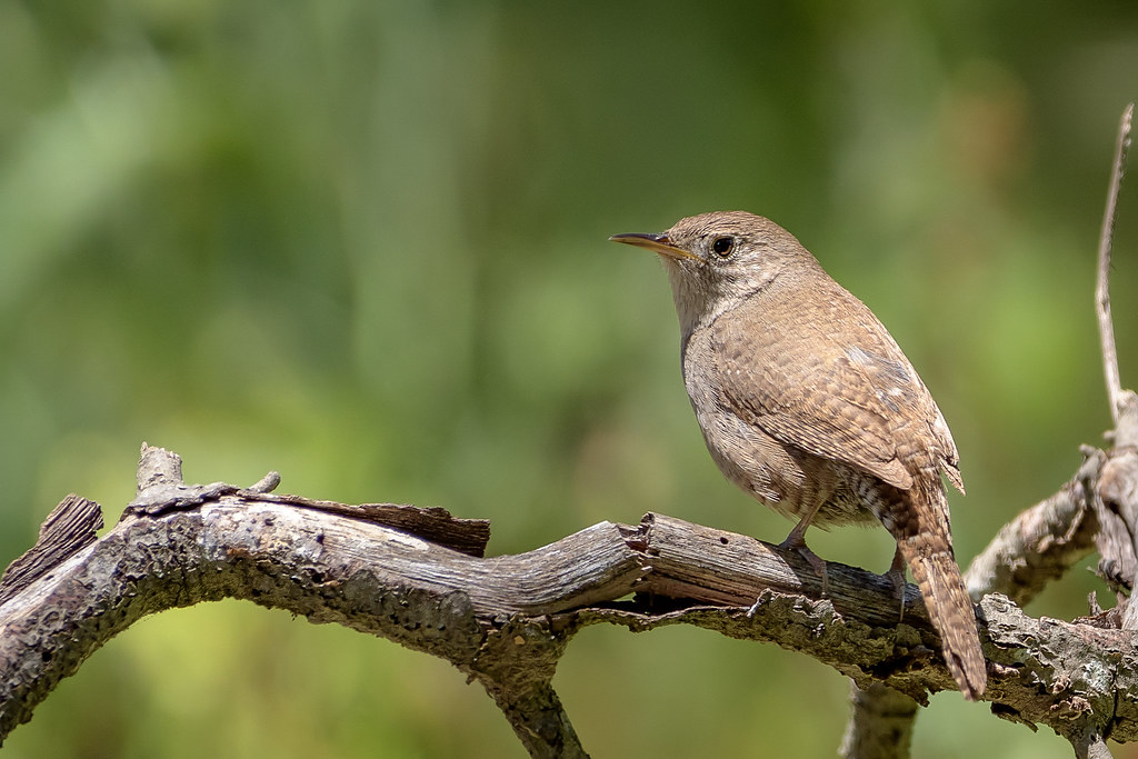 A House Wren perches on a gnarled branch, looking to the left.