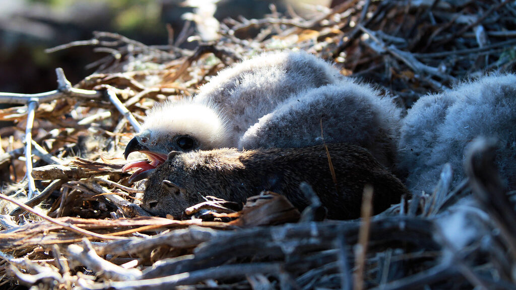 Red-tailed Hawk Hatchlings