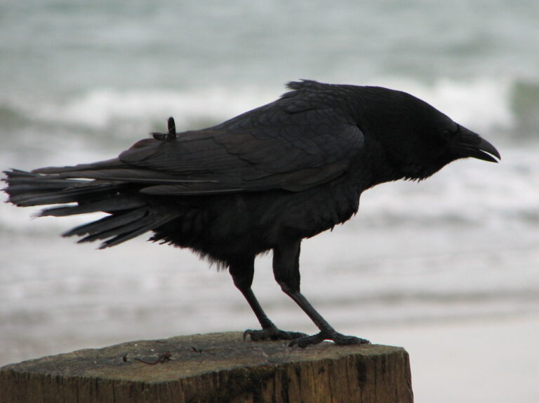A large black common crow perches on a wooden post with the ocean in the background.
