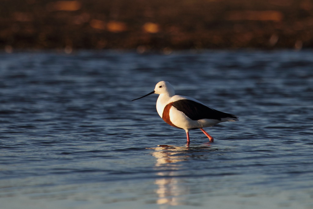 Banded stilt wading in shallow water