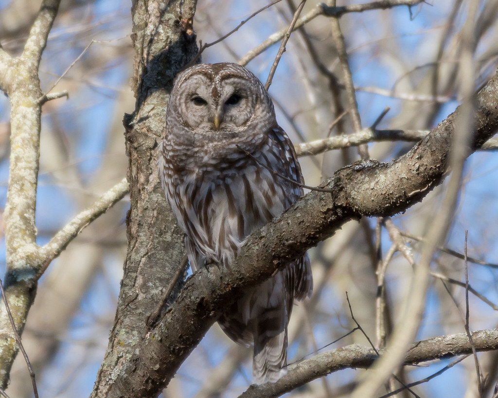A majestic Barred Owl perches calmly on a bare tree branch against a clear sky.