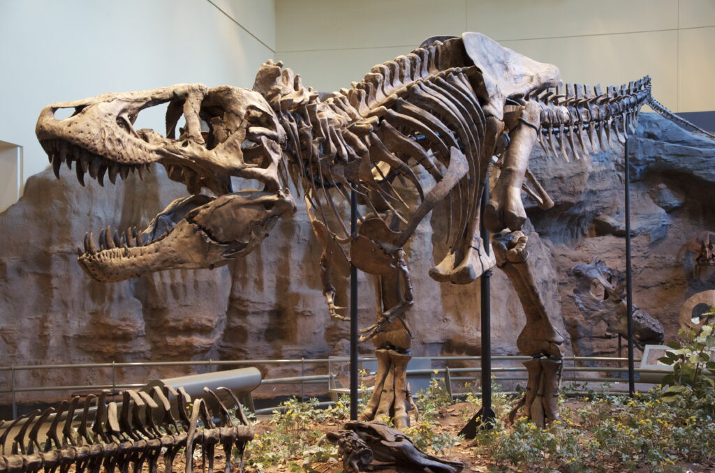 A skeletal reconstruction of a Tyrannosaurus rex stands powerfully in a museum exhibit.
