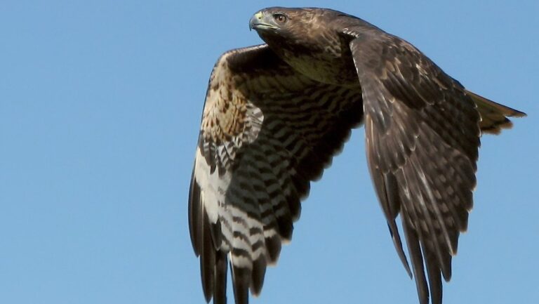 A powerful Red-tailed Hawk soars with wings fully extended against a clear blue sky.