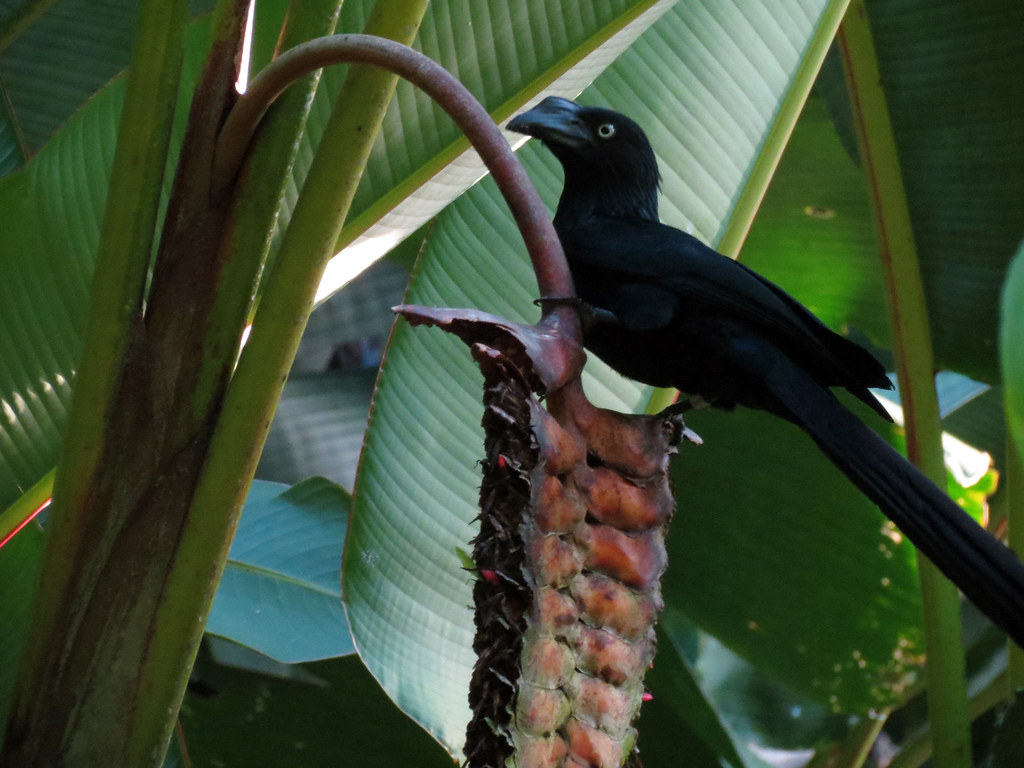 A Greater Ani, a glossy black bird with pale eyes, perches on a curved plant stem.