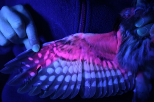 A bird's wing under UV light, displaying bright pink and purple fluorescent patterns.