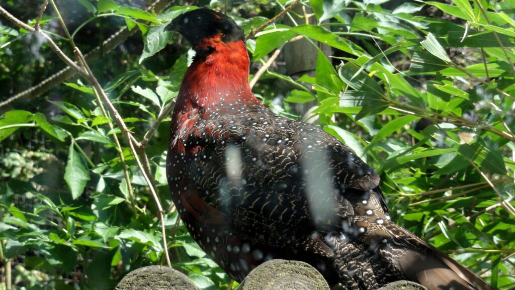 Satyr Tragopan perched on wood platform inside Zoo Amiens Métropole enclosure