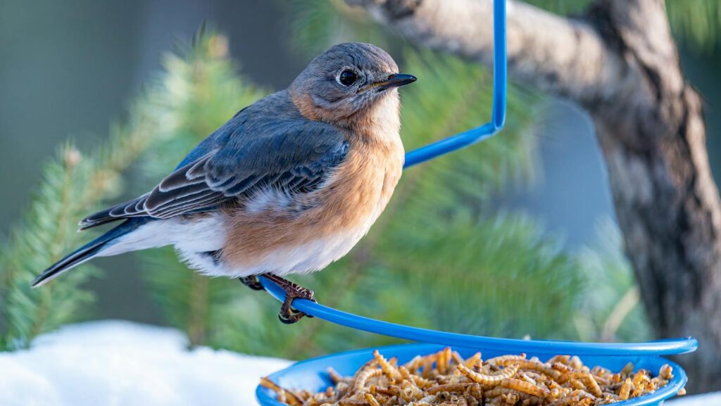 Eastern Bluebird perched on a hanging feeder filled with mealworms
