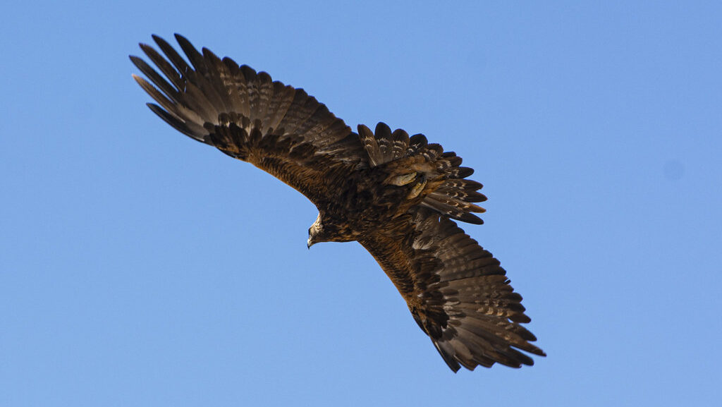 Golden Eagle soaring through the sky