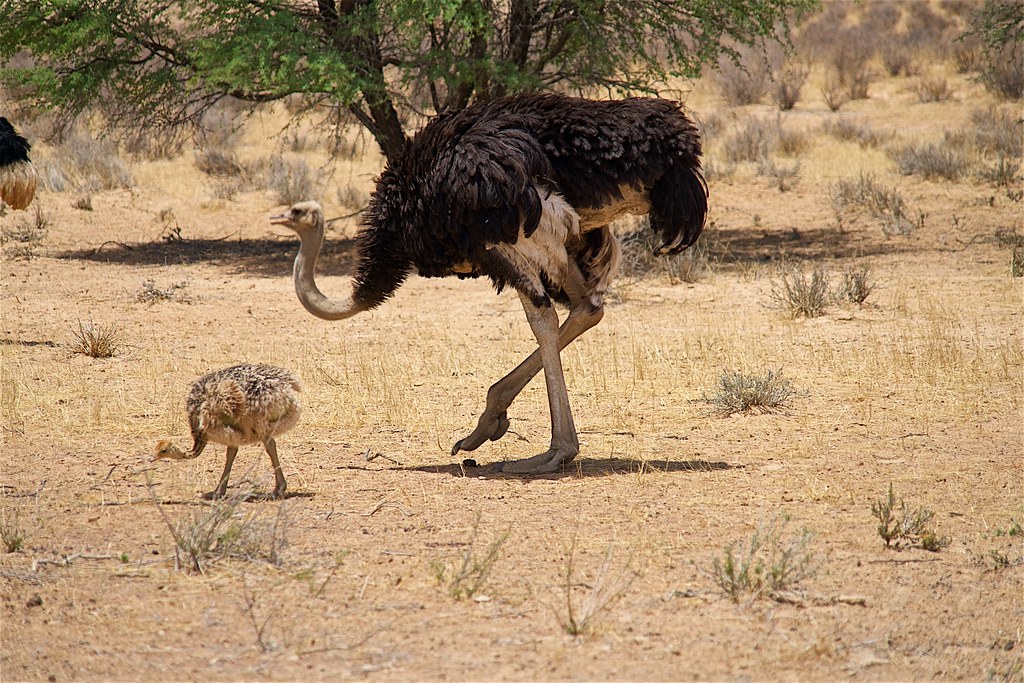 An adult ostrich and a young ostrich chick walk across dry, open ground.
