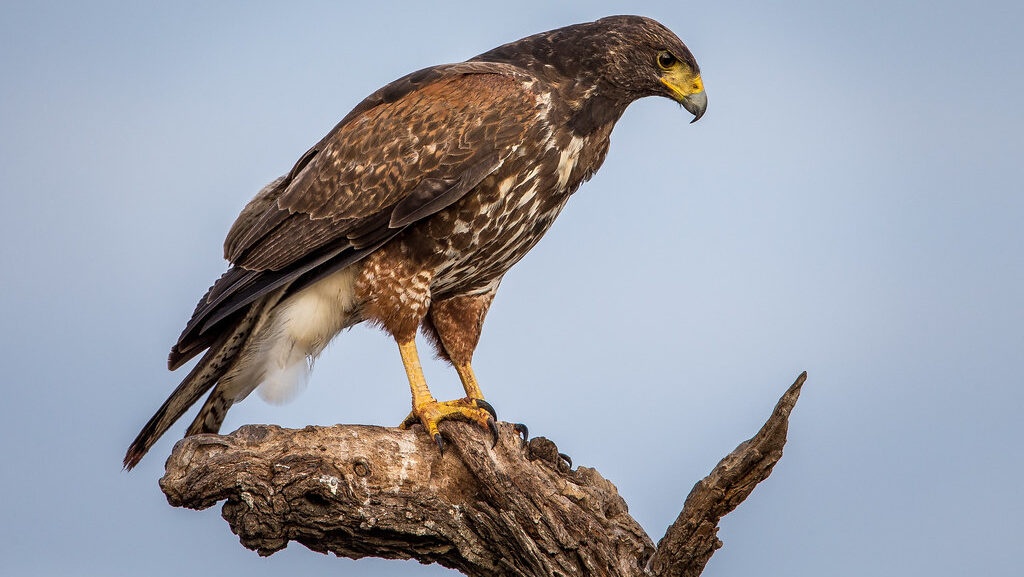 Juvenile Harris's Hawk resting atop a bare, broken tree trunk