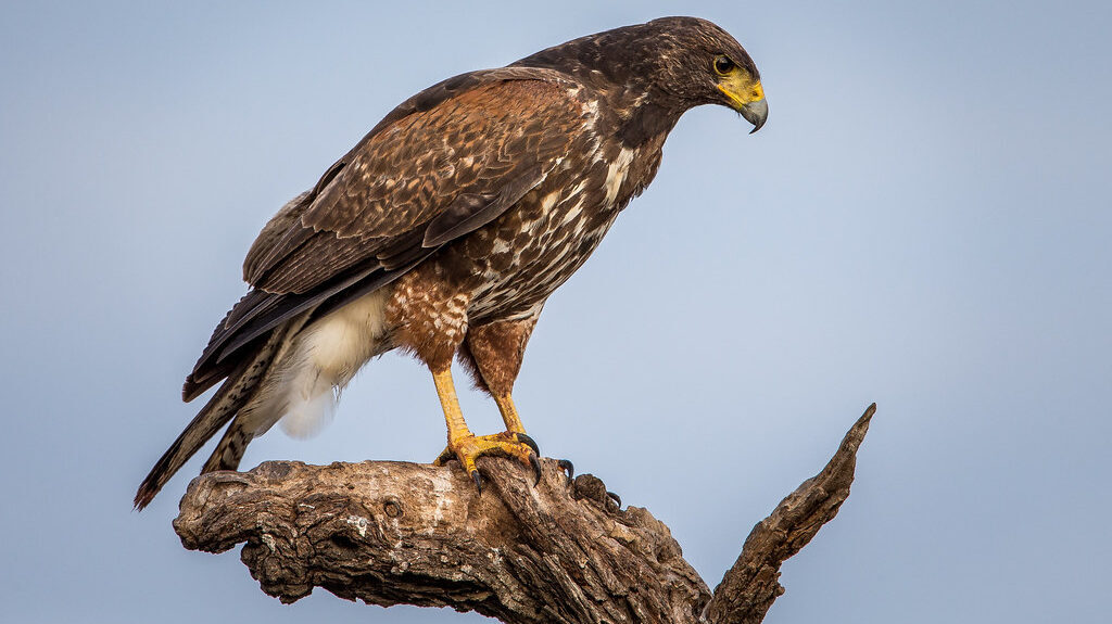 Juvenile Harris's Hawk resting atop a bare, broken tree trunk