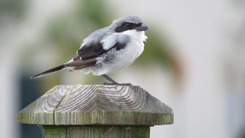 Loggerhead Shrike resting on wooden post