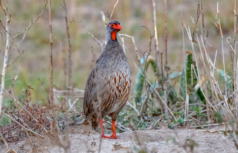 A Red-necked Spurfowl stands on dry ground, showing its red head and mottled plumage.