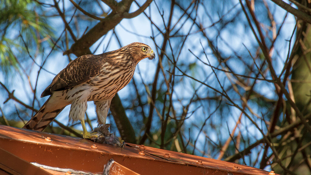 Hawk perched on a rooftop scanning the ground for potential prey