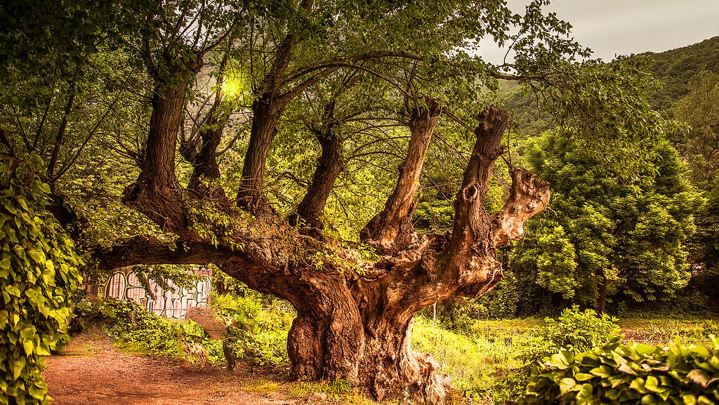 Old mulberry tree