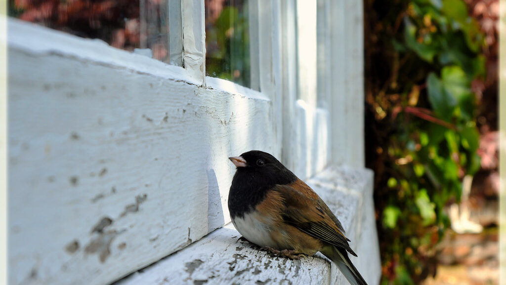 Bird on a window ledge outside residential home