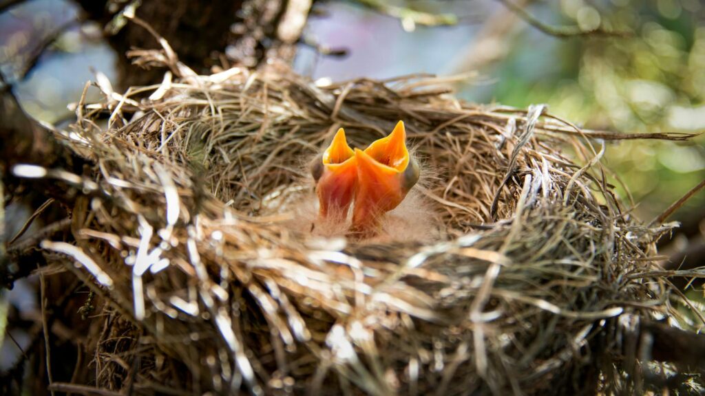 Newborn bird hatchling resting in a nest