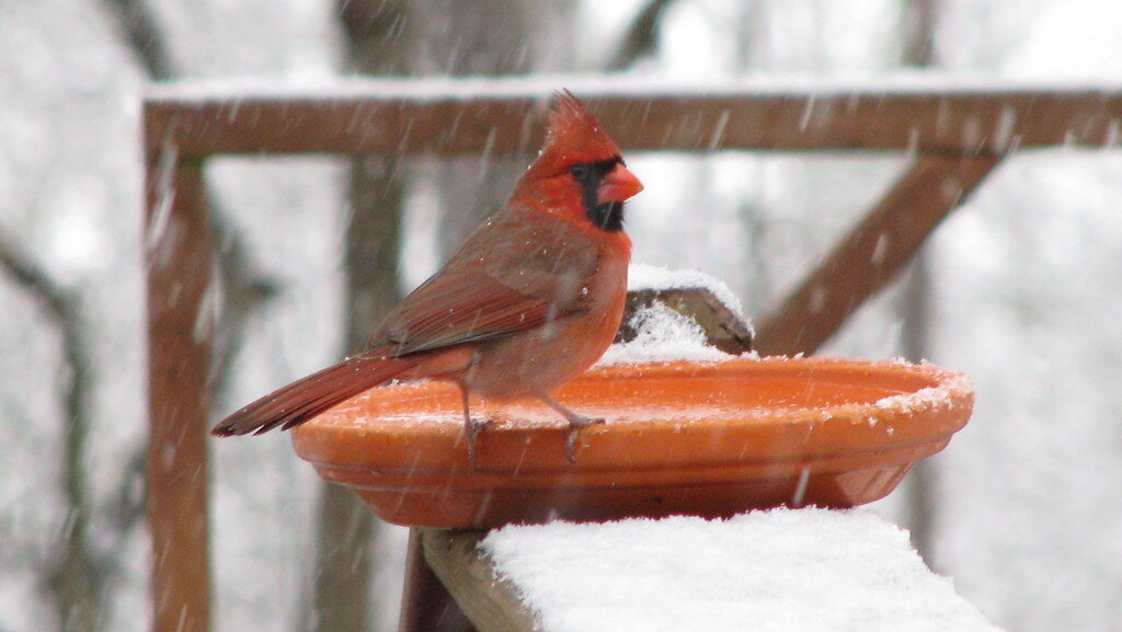 Northern Cardinal perched on bird bath placed on wooden railing