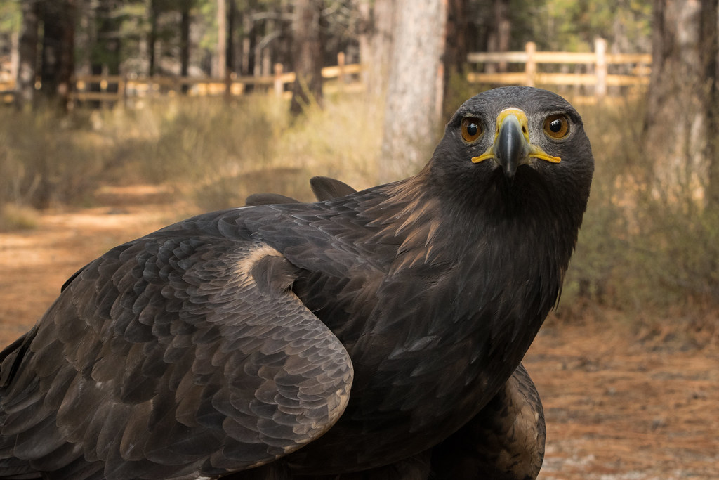 A regal Golden Eagle with dark feathers and a yellow beak gazes forward.