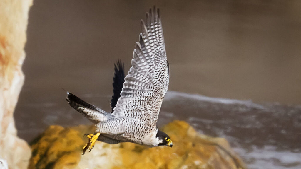 A Peregrine Falcon soars with outstretched wings above a rocky shoreline.