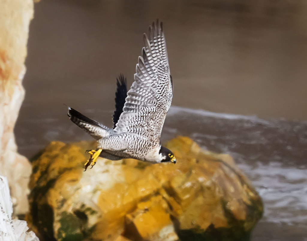 A Peregrine Falcon soars with outstretched wings above a rocky shoreline.