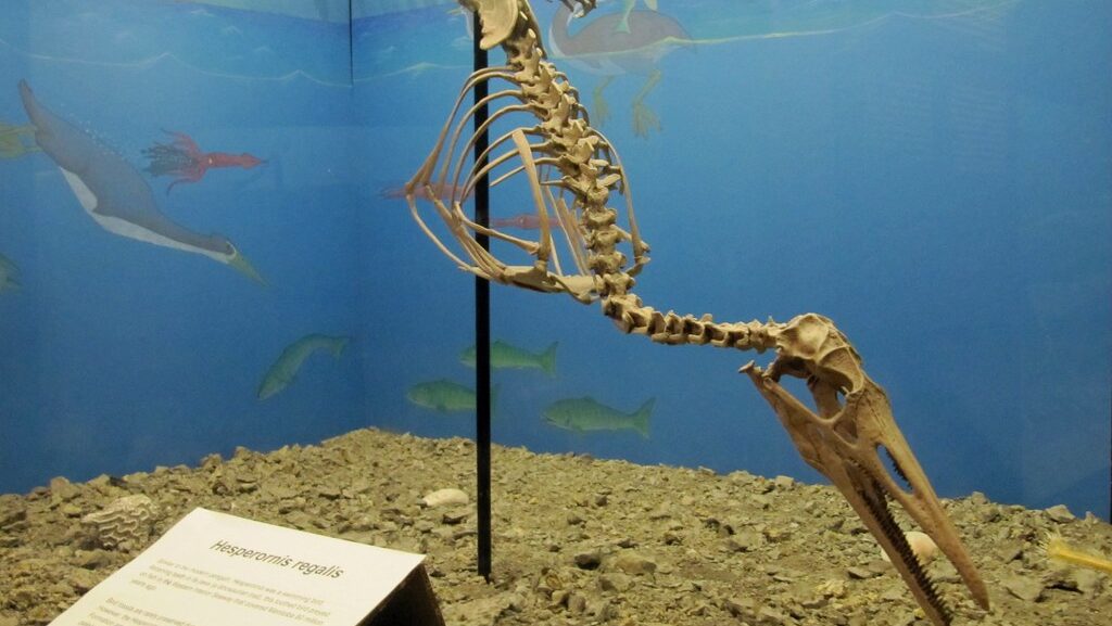 A fossil skeleton of the ancient aquatic bird Hesperornis regalis is displayed.