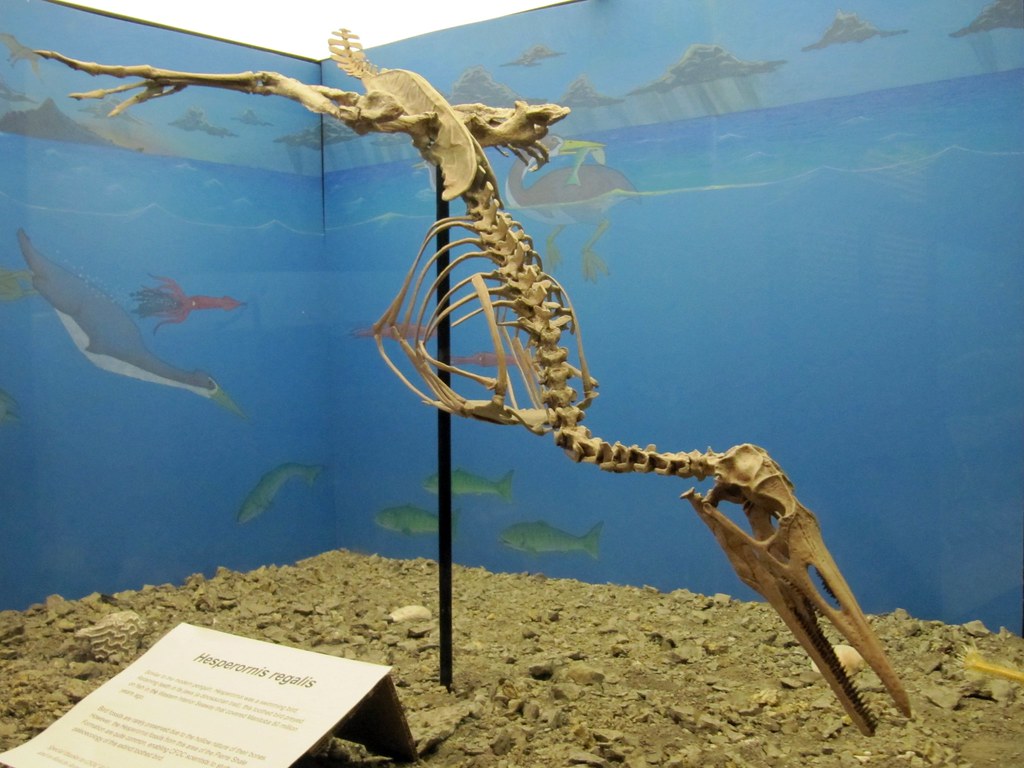 A fossil skeleton of the ancient aquatic bird Hesperornis regalis is displayed.