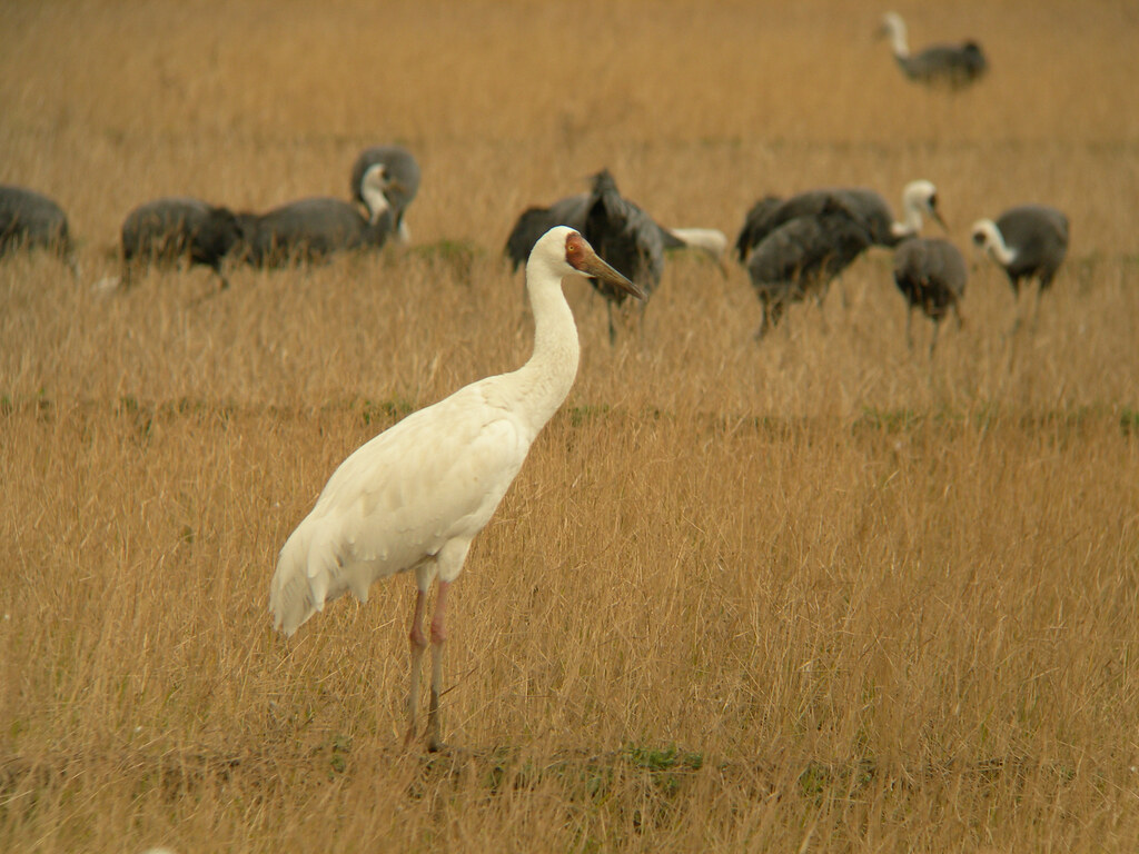 A white Siberian Crane with a red face stands among dry grass.