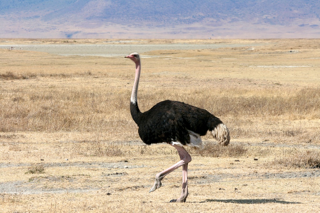 An ostrich stands in a dry, grassy field under a bright sky.
