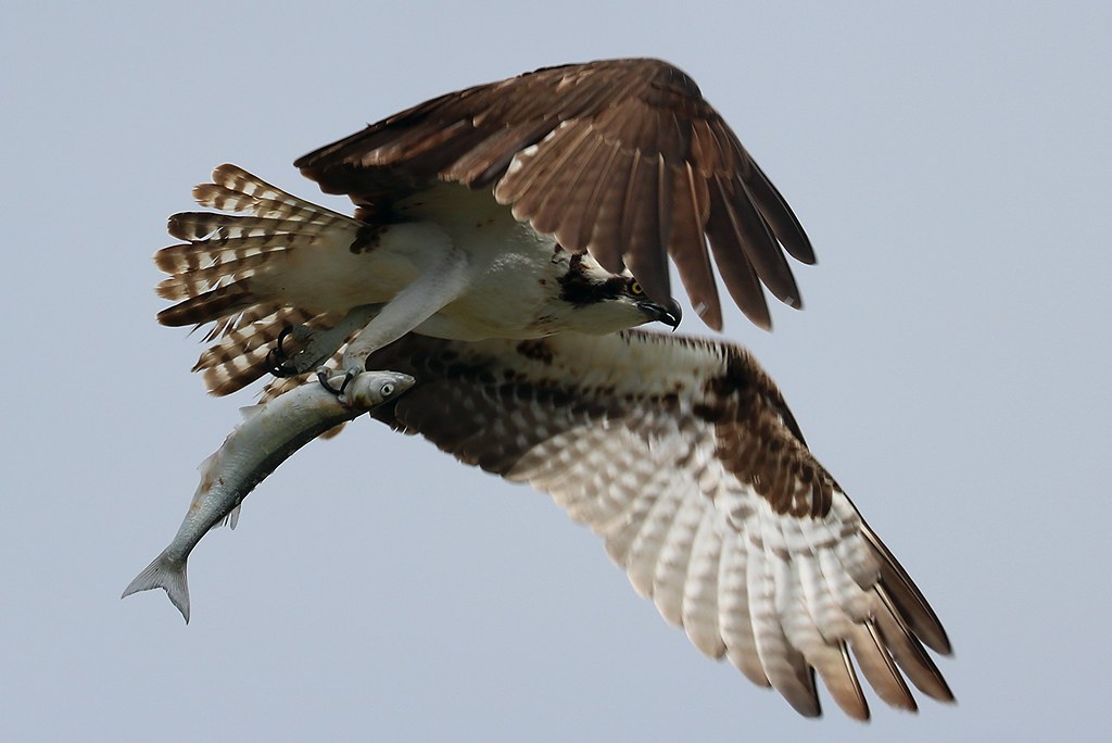 An osprey soars through the air, carrying a fish firmly in its talons.