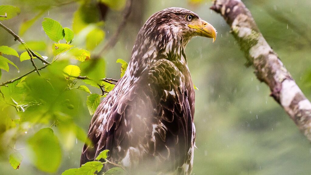 Juvenile Bald Eagle on a tree in rainy weather