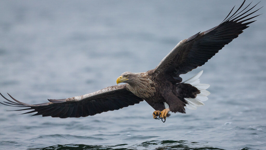 A white-tailed eagle soars low over the water, its wings outstretched in flight.