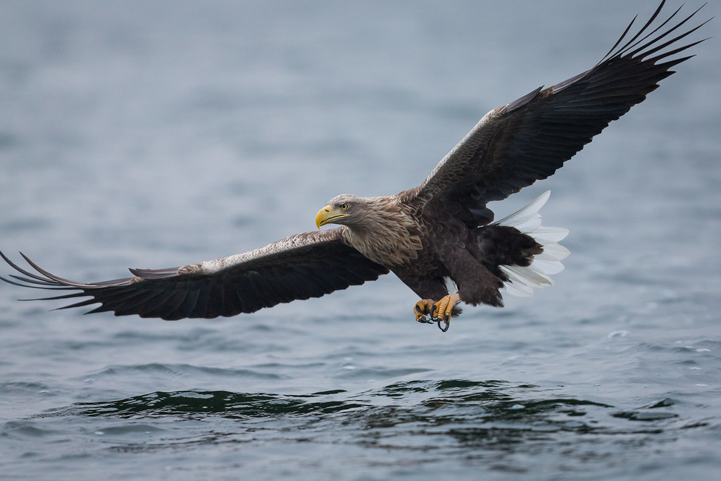 A white-tailed eagle soars low over the water, its wings outstretched in flight.