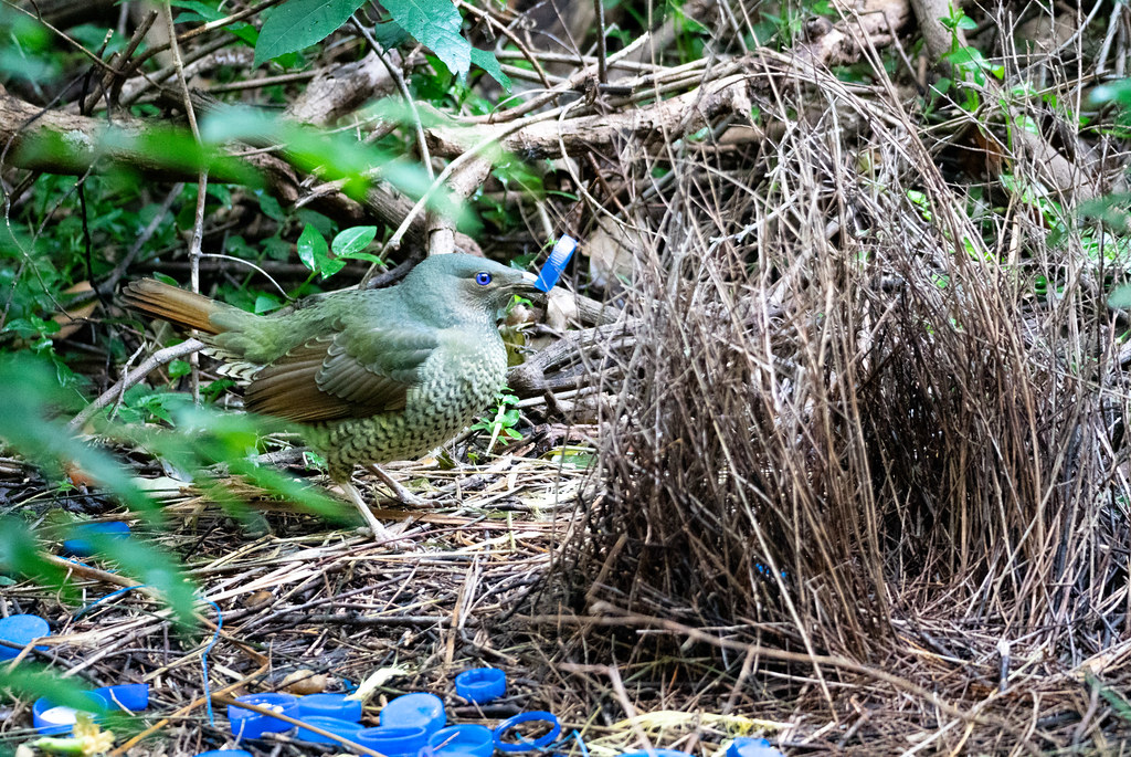 A green Satin Bowerbird with blue eyes stands by its stick bower decorated with blue items.