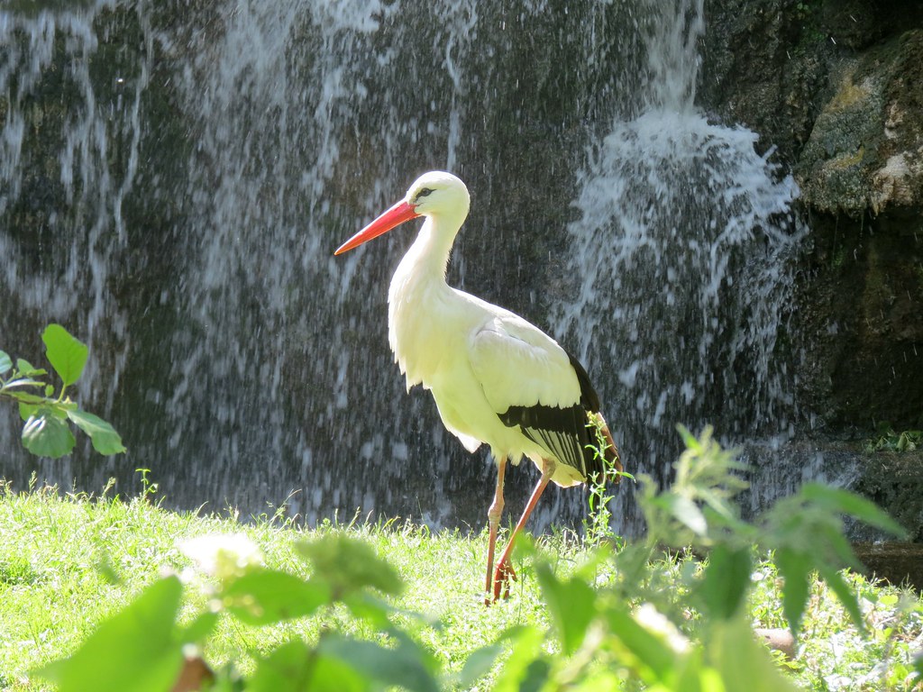 A White Stork stands on green grass with a cascading waterfall in the background.