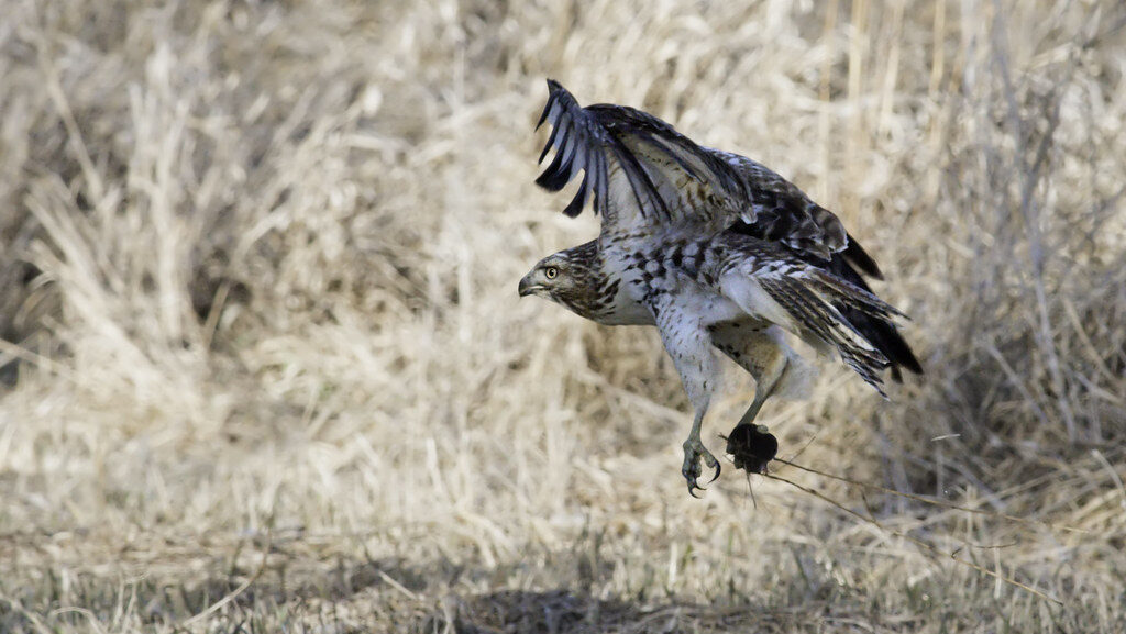 Red-tailed Hawk in flight carrying prey