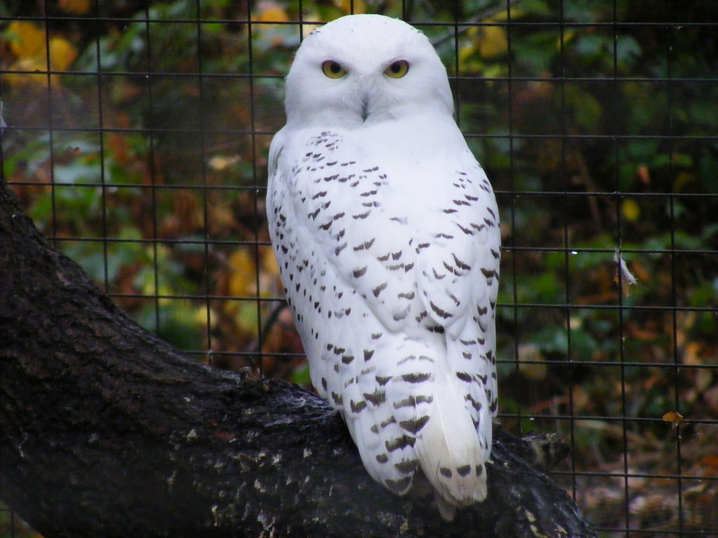 A Snowy Owl with striking yellow eyes perches on a branch in front of a wire fence.