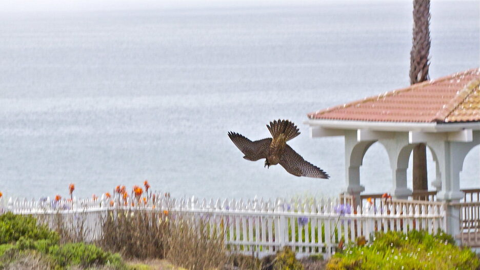 Peregrine falcon stoop