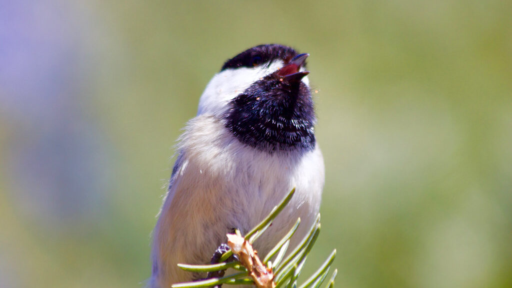 Close-up of Black-capped Chickadee singing on a branch